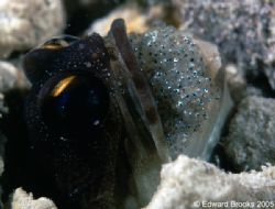 Gold Specks Jawfish, with eggs. Kappali, Borneo. by Edd Brooks 